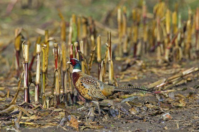 Common pheasant (Phasianus colchicus), Ring-necked pheasant cock showing camouflage colours in stubblefield in