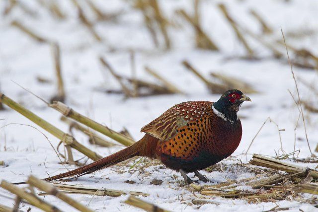 Common pheasant (Phasianus colchicus), Ring-necked pheasant in stubblefield in the snow in winter, Germany