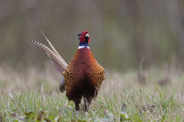 Common pheasant (Phasianus colchicus), Ring-necked pheasant cock foraging in field in