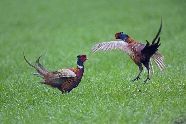 Common pheasant (Phasianus colchicus), Ring-necked pheasant cocks fighting in field, Germany