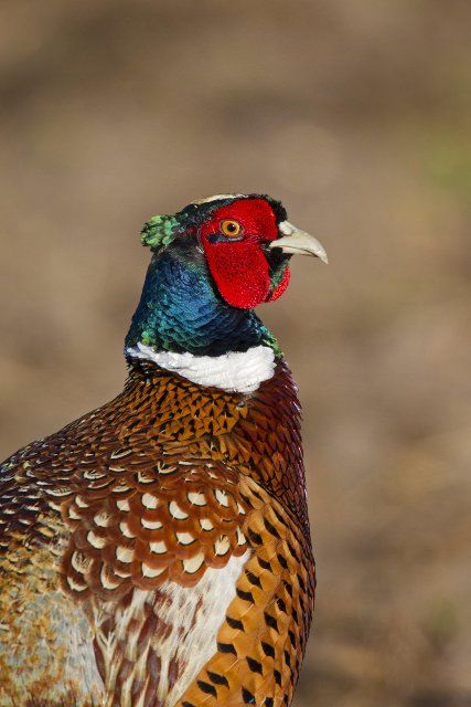 Common pheasant (Phasianus colchicus), Ring-necked pheasant cock close up in field in