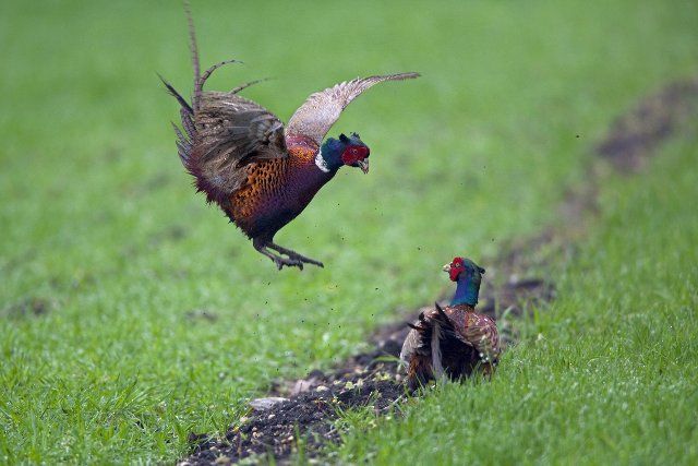 Common pheasant (Phasianus colchicus), Ring-necked pheasant cocks fighting in field, Germany