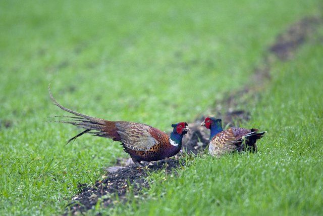 Common pheasant (Phasianus colchicus), Ring-necked pheasant cocks meeting in field, Germany