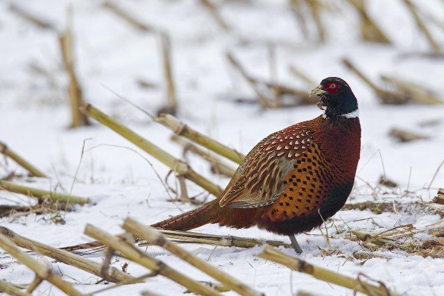 Common pheasant (Phasianus colchicus), Ring-necked pheasant in stubblefield in the snow in winter, Germany
