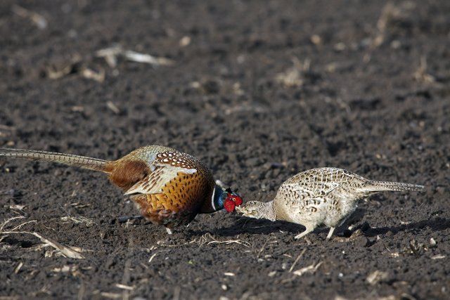 Common pheasants (Phasianus colchicus) couple displaying courtship in