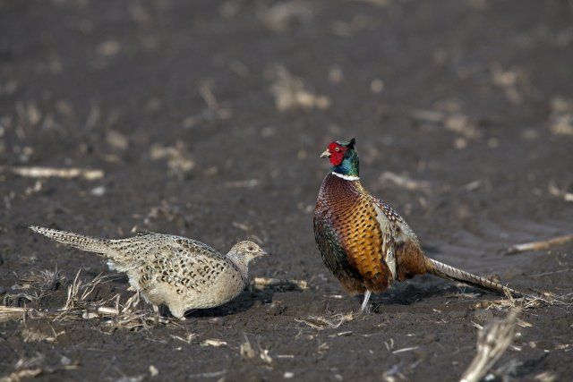 Common pheasants (Phasianus colchicus) couple displaying courtship in