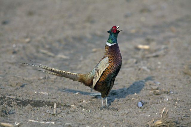 Common Pheasant (Phasianus colchicus) cock calling in field, Germany