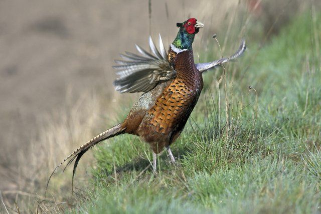 Common Pheasant (Phasianus colchicus) cock displaying in field by flapping wings and