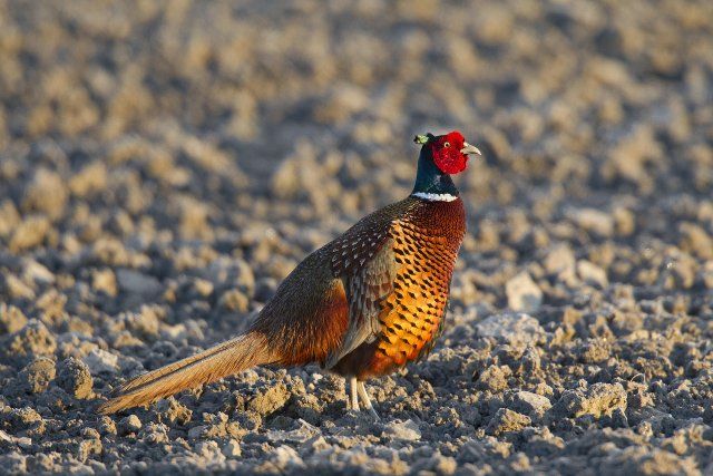 Common pheasant (Phasianus colchicus), Ring-necked pheasant cock in field in