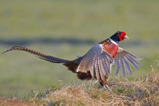 Common pheasant (Phasianus colchicus), Ring-necked pheasant cock displaying by flapping wings in field in