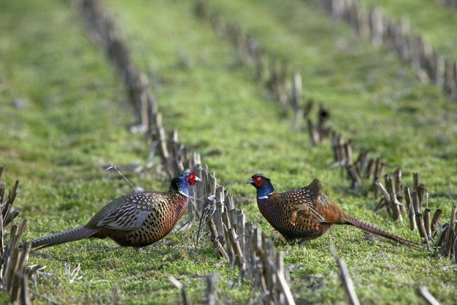 Two Common pheasant (Phasianus colchicus) cocks meeting in stubblefield, Germany