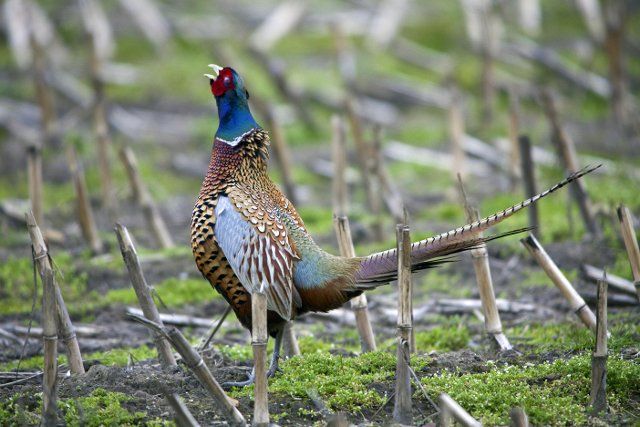 Common Pheasant (Phasianus colchicus) cock calling in field, Germany