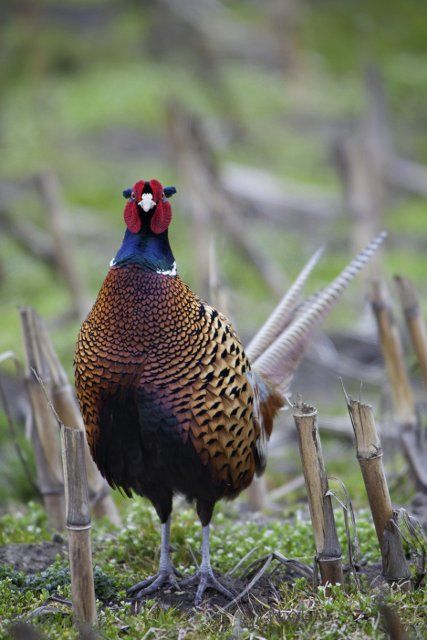 Common Pheasant (Phasianus colchicus) cock in stubblefield, Germany
