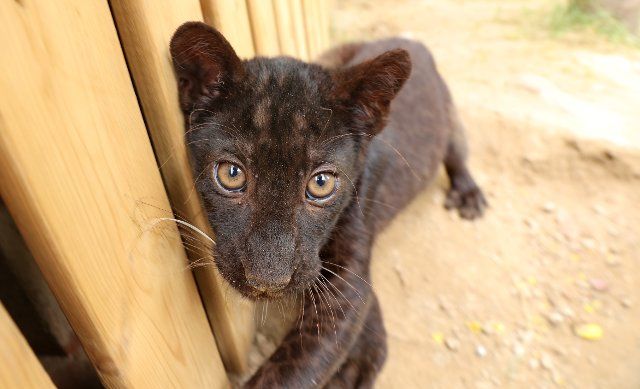 One black panther cub appears in Nantong Forest Safari Park in Nantong City, east China\