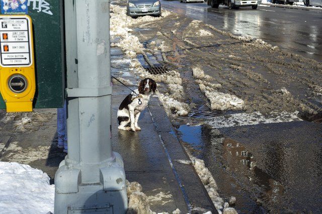 Dog and walker wait to cross Ninth Avenue in Chelsea in New York on Tuesday, February 1, 2022. ( Richard B. Levine