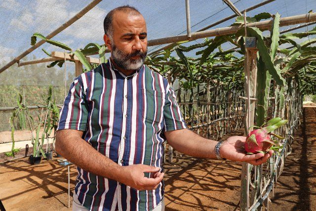 A farmer holds a dragon fruit in his hand after picking it. Mohammed Shaban, a farmer in the Libyan city of Misurata established a farm specializing in the non-seasonal cultivation of dragon fruit to benefit from the adaptation of his countrys climate to the cultivation and production of tropical dragon fruit, for the first time in Libya, as his farm helps supply the market with this fruit at good prices, as the cultivation of dragon fruit in Libya succeeded after research and 6 years of experiments. (Photo by Islam Alatrash \/ SOPA Images\/Sipa USA