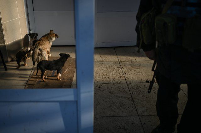 A Ukrainian police officer stands guard in front of the Lyman city administration building as puppies play behind him on October 6, 2022. The strategic city and major railroad supply hub of Lyman was liberated by Ukrainian forces on October 1, 2022 following a successful counteroffensive that saw large swaths of Russian occupied territory retaken. October 5, 2022. Lyman, Ukraine. Russian military forces entered Ukraine territory on Feb. 24, 2022. (Photo by Justin Yau\/ Sipa USA