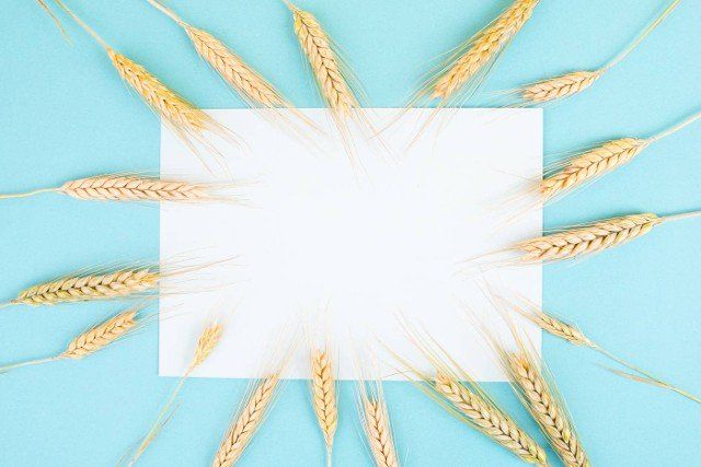 Wheat crop on a blue background,  copy space for text,  food harvest in the summer,  golden straw