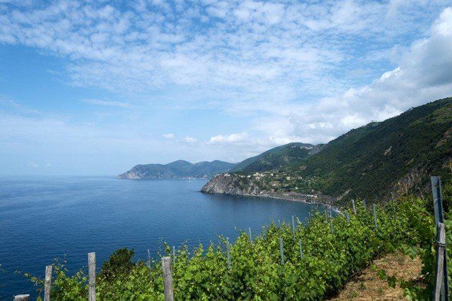 A vineyard in the Cinque Terre region