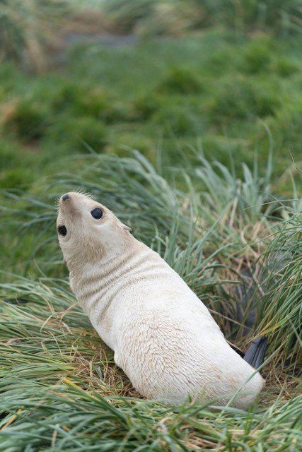rare,  pale blonde Antarctic fur seal baby (Arctocephalus gazella) on South Georgia,  where over 95% of the world\