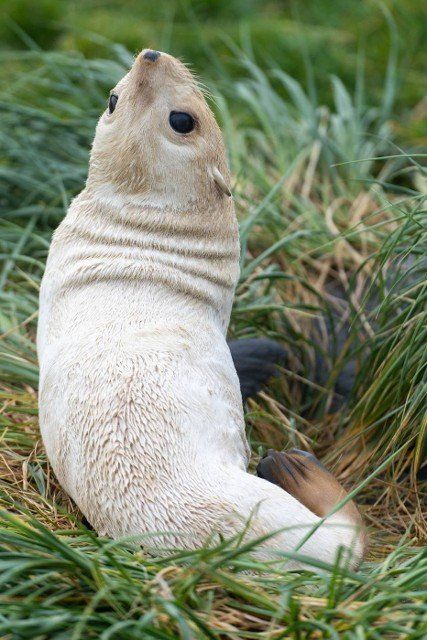 rare,  pale blonde Antarctic fur seal baby (Arctocephalus gazella) on South Georgia,  where over 95% of the world\
