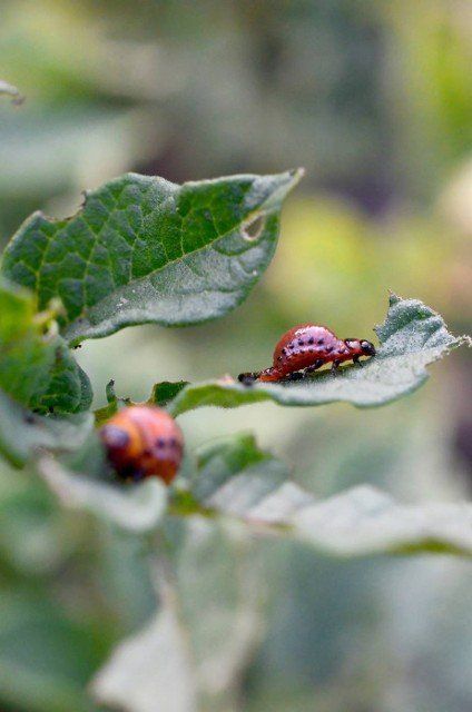 Colorado potato beetle larvae eat leaf of young potato,  closeup. Pests destroy a crop in the field. Parasites in wildlife and agriculture