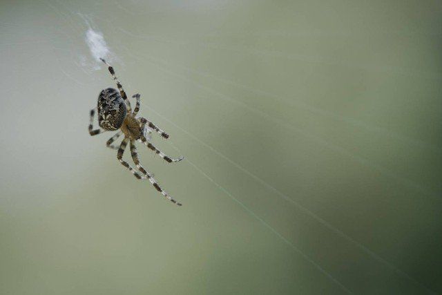 Cross spider shot crawling on a spider thread. Halloween fright. Blurred background. A useful hunter among insects. Arachnid. Animal photo from the wild.