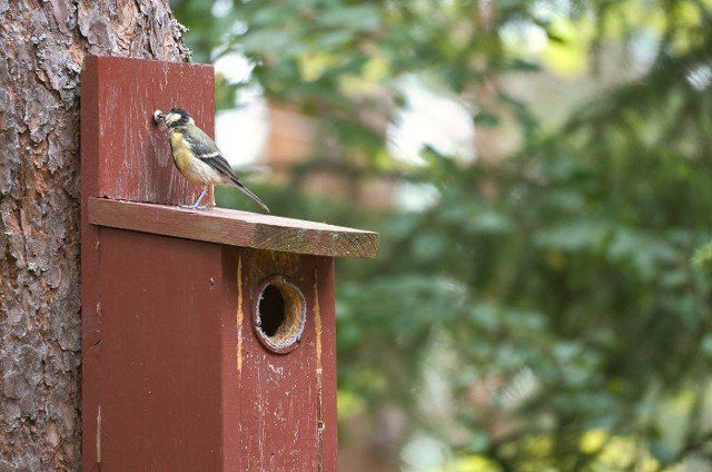 Great tit on a red bird house. Animal shot of a songbird from nature. Animal photo