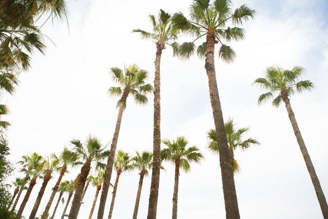 Very beautiful avenue of palm trees. Turkey,  Marmaris