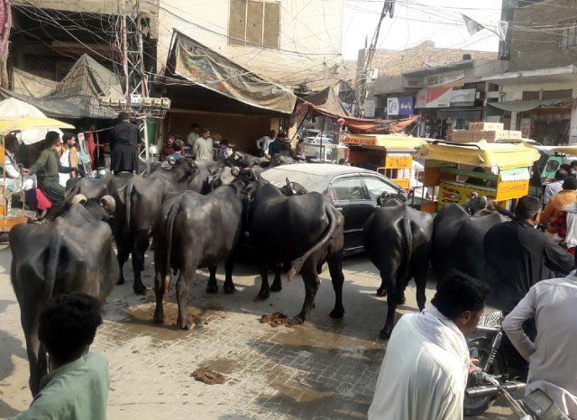LARKANA, PAKISTAN, DEC 06: Buffaloes are passing through a road create hurdle in normal flow of traffic, showing the negligence of concerned department, located on Gajanpur Chowk in Larkana on Tuesday, December 06, 2022. (Jamal Dawoodpoto\/PPI Images