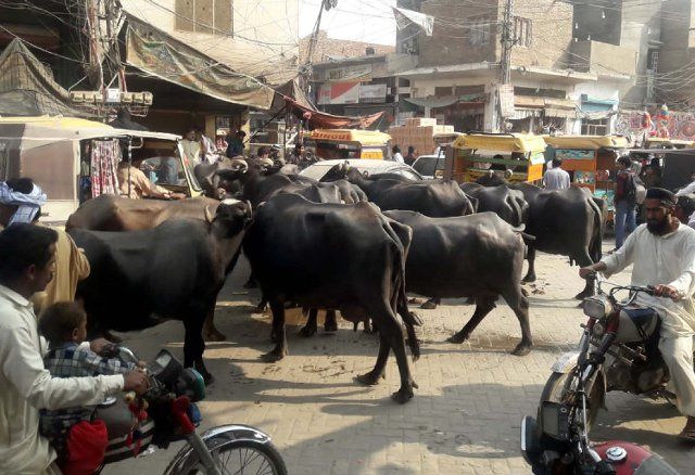 LARKANA, PAKISTAN, DEC 06: Buffaloes are passing through a road create hurdle in normal flow of traffic, showing the negligence of concerned department, located on Gajanpur Chowk in Larkana on Tuesday, December 06, 2022. (Jamal Dawoodpoto\/PPI Images