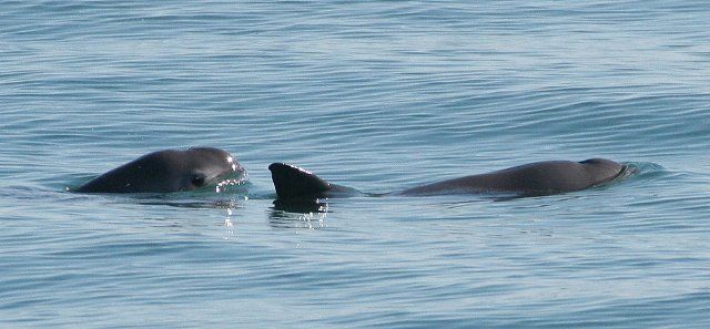 Vaquita (Phocoena sinus) mother and calf surface in the waters off San Felipe, Mexico. World\