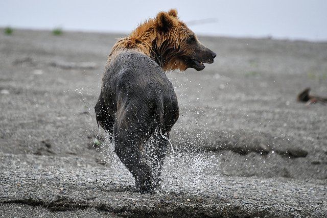 KAMCHATKA TERRITORY, RUSSIA â JULY 24, 2021: A brown bear catches salmon in the Khailyulya River in north-east Kamchatka. Yuri Smityuk\/TASS