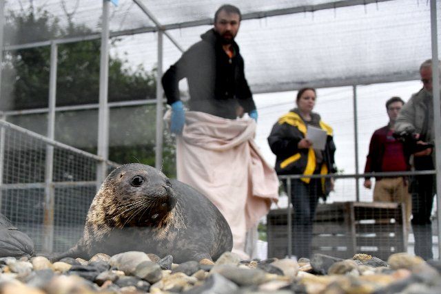 PRIMORYE TERRITORY, RUSSIA â JUNE 21, 2021: Veterinarian Pavel Chopenko(L back) seen during the transportation of spotted seal pups from the Tyulen rehabilitation centre for marine mammals to Zheltukhina Island to release them into the Peter the 