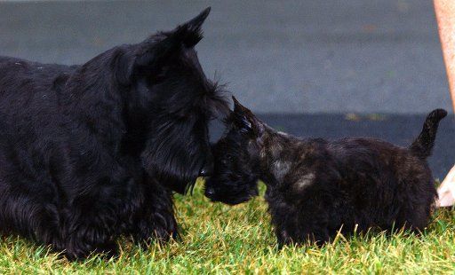 Scottish terriers Barney left and Miss Beazley become famliar during Miss Beazley\