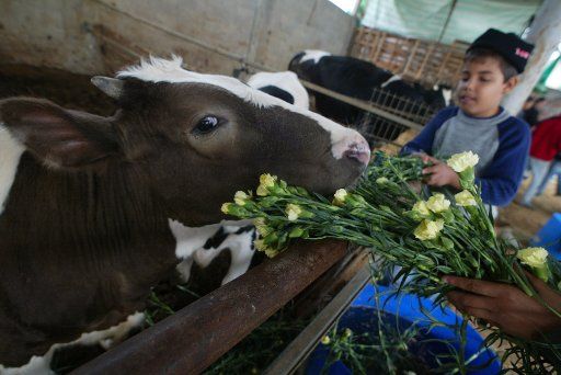 Cows eat wilted carnations at a farm in Rafah southern Gaza Strip on November 22 2007. Palestinian farmers had to dispose of part of their flower crop a product grown almost exclusively for export due to the Israeli blockade of the Gaza Strip. (...