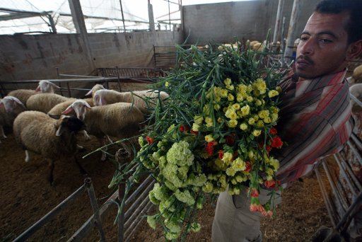 A Palestinian farmer brings flowers to feed Sheep Camels at a farm in Rafah in the southern Gaza Strip on November 22 2007. Palestinian farmers had to dispose of part of their flower crop a product grown almost exclusively for export due to the ...