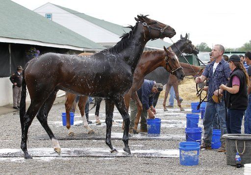 Kentucky Derby hopeful We Miss Artie gets a bath after a morning workout at Churchill Downs in Louisville, Kentucky, April 30, 2014. (UPI Photo\/John Sommers II)