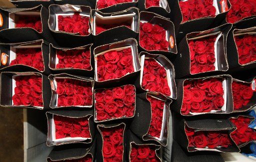 Red roses sit in a cooler at Walter Knoll Florists in St. Louis on February 6, 2015 as preperations are being made for the onslaught of customers for Valentines Day on February 14. Photo by Bill Greenblatt\/