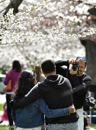 Sujoy Lahiri takes a photo of his friends amid blooming cherry trees in Bethesda, Maryland, March 26, 2016, not far from the National Cherry Blossom Festival in Washington, D.C. Photo by David Tulis\/