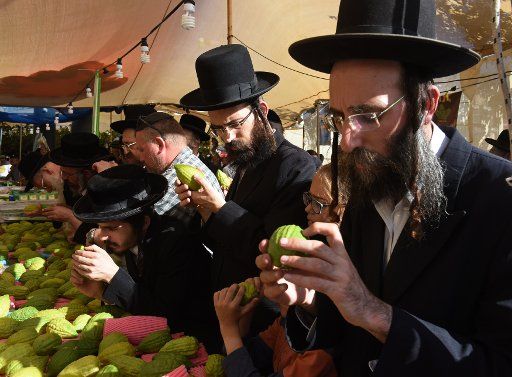 Ultra-Orthodox Jews inspect etrogs, a citron, used during the celebration of Sukkot, the Feast of Tabernacles, in a market in Jerusalem, Israel, October 13, 2016. The week-long feast begins at sunset on October 13 and commemorates the 40 years the ...