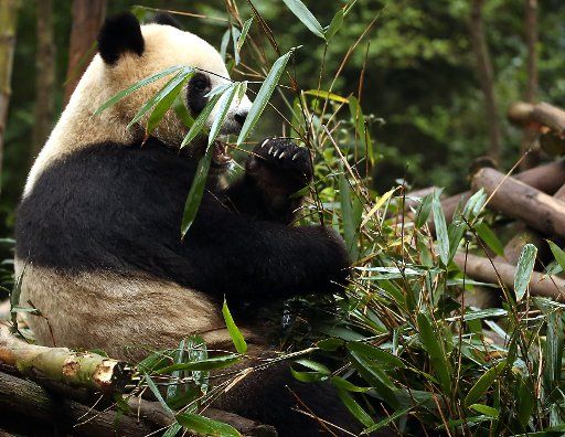 A giant panda eats bamboo leaves at the Panda Research Base in Chengdu, Sichuan Province, China on November 20, 2017. In China\