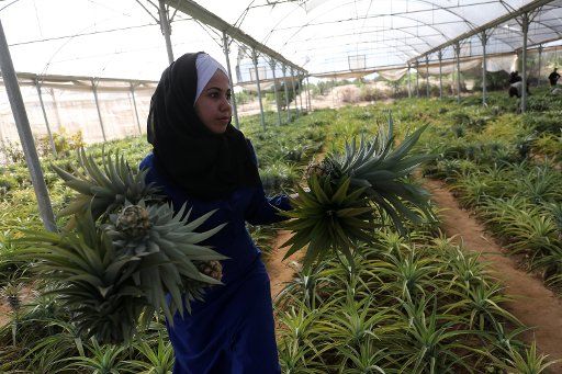 A Palestinian woman picks pineapples during a harvest at a farm in Khan Yunis, in the southern Gaza on November 10, 2017. Photo by Ismael Mohamad\/ UPI.