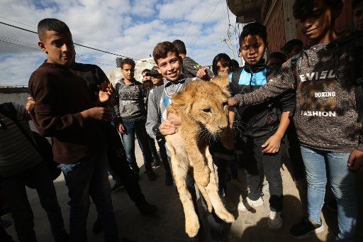 A Palestinian school boy holds up a lion cub before others along a street in Rafah in the southern Gaza Strip on December 3, 2019. photo by Ismael Mohamad\/
