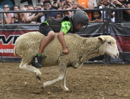 A boy hangs on tight as he participates in a "Mutton Busting" sheep riding rodeo at the Iowa State Fair, Des Moines, Iowa, August 10, 2019. Iowa is the crossroads of agriculture and 2020 presidential politics, and the State Fair brings Iowa\