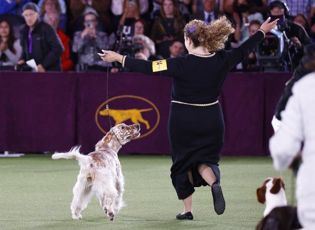 The English Setter wins the Sporting Group at the 146th Annual Westminster Kennel Club Dog Show at the Lyndhurst Estate in Tarrytown, New York on Wednesday, June 22, 2022. Photo by John Angelillo