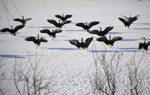 (101204) -- SHENYANG Dec. 4 2010 (Xinhua) -- Wild geese are seen at the bird island in Shenyang capital of northeast China\