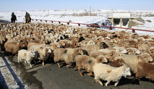 (110321) -- ALTAY March 21 2011 (Xinhua) -- Herdsmen drive sheep in Altay northwest China\