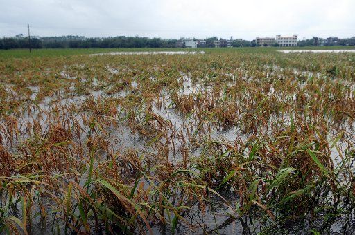 (111007) -- HAIKOU Oct. 7 2011 (Xinhua) -- Rice failed to be harvested is seen in waterlogged field in Haikou capital of south China\