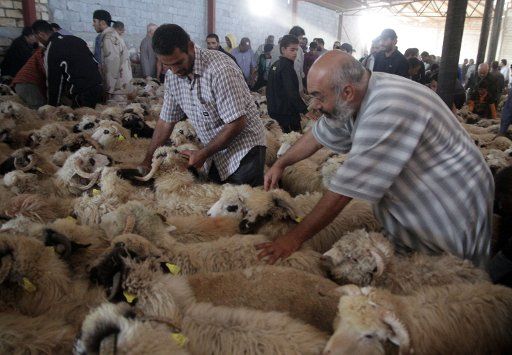 (111030) -- TRIPOLI Oct. 30 2011 (Xinhua) -- Libyans choose sheep in a cattle market before Eid al-Adha festival in Tripoli Libya Oct. 30 2011. Muslims around the world celebrate the Islamic festival Eid al-Adha by slaughtering sheep goats ...